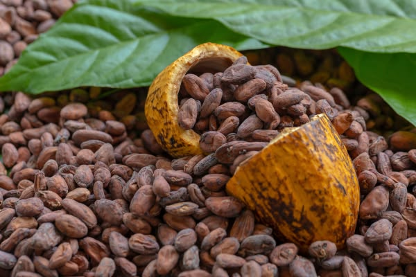 Cacao pods