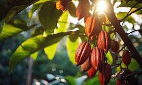 Cacao narrative image
